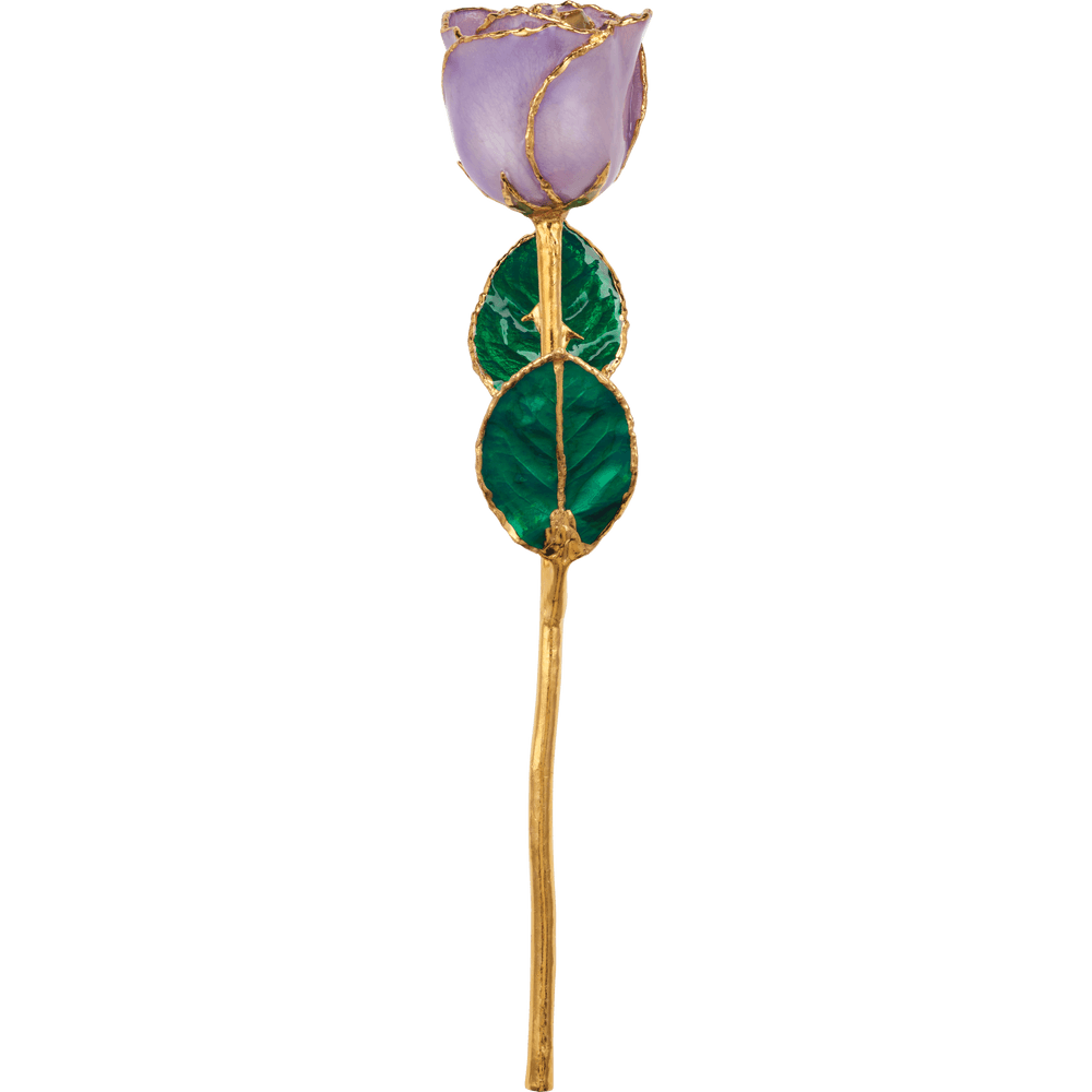 Lavender - 24K Gold Rose
