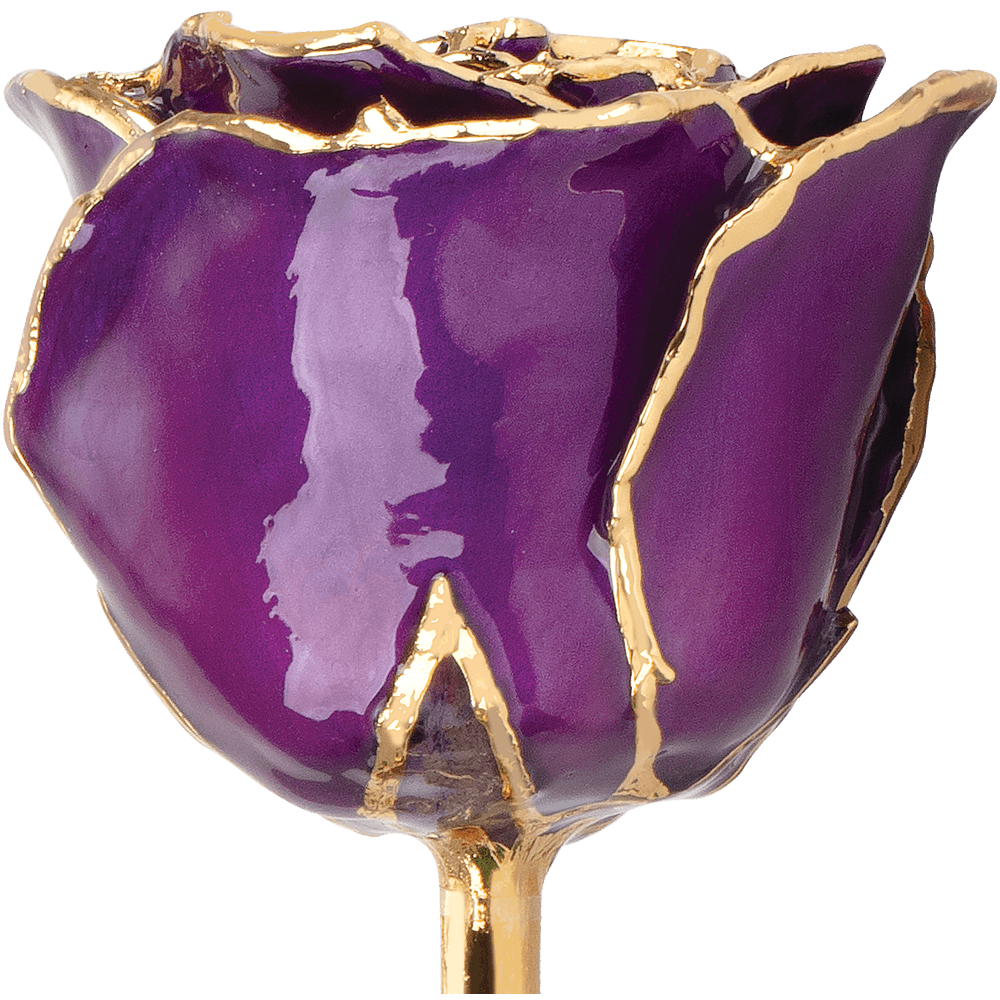 Royalty - Natural 24K Gold Rose