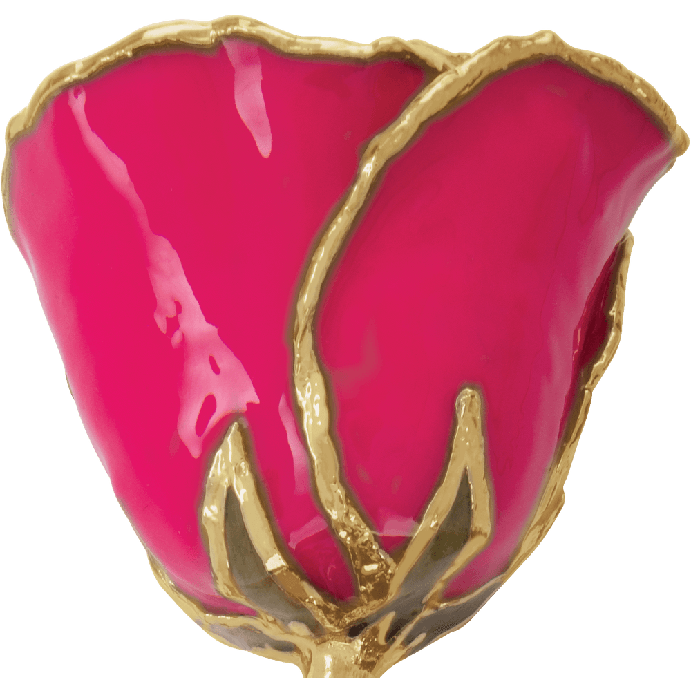 Magenta - Natural 24K Gold Rose