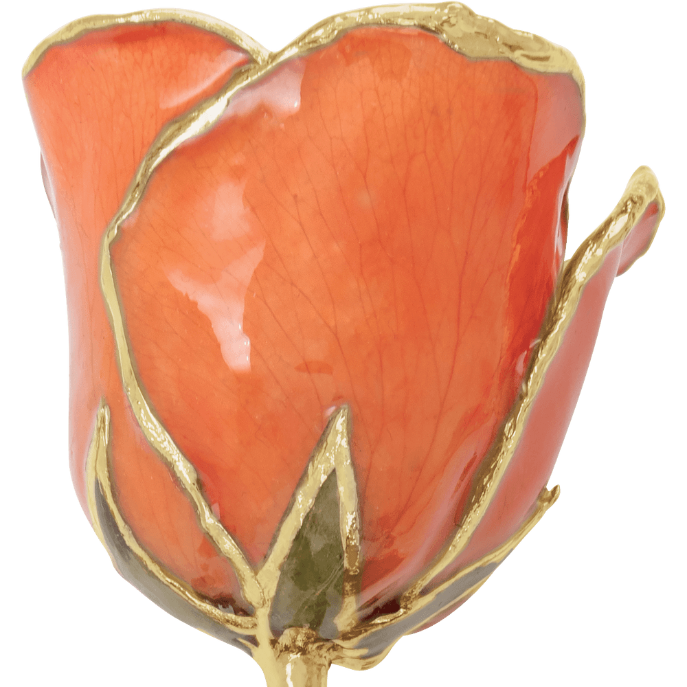 Nectarine - Natural 24K Gold Rose