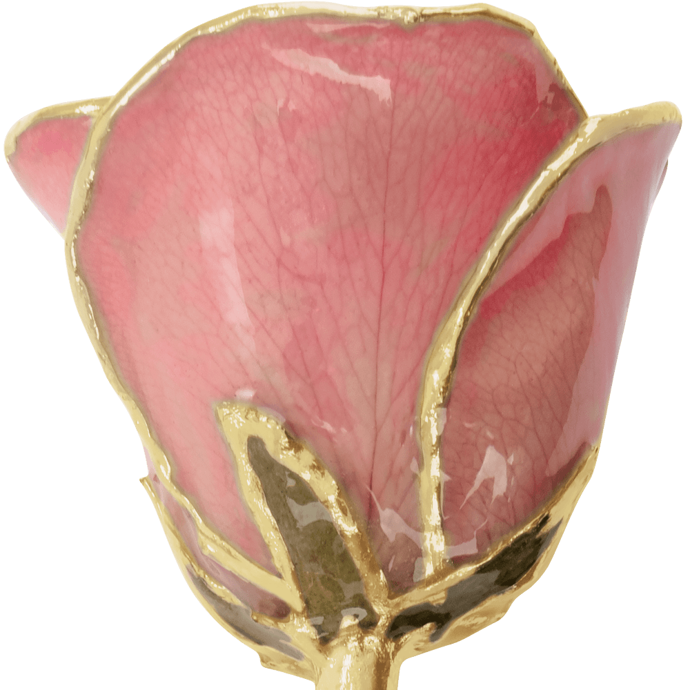 Pynca - 24K Gold Rose